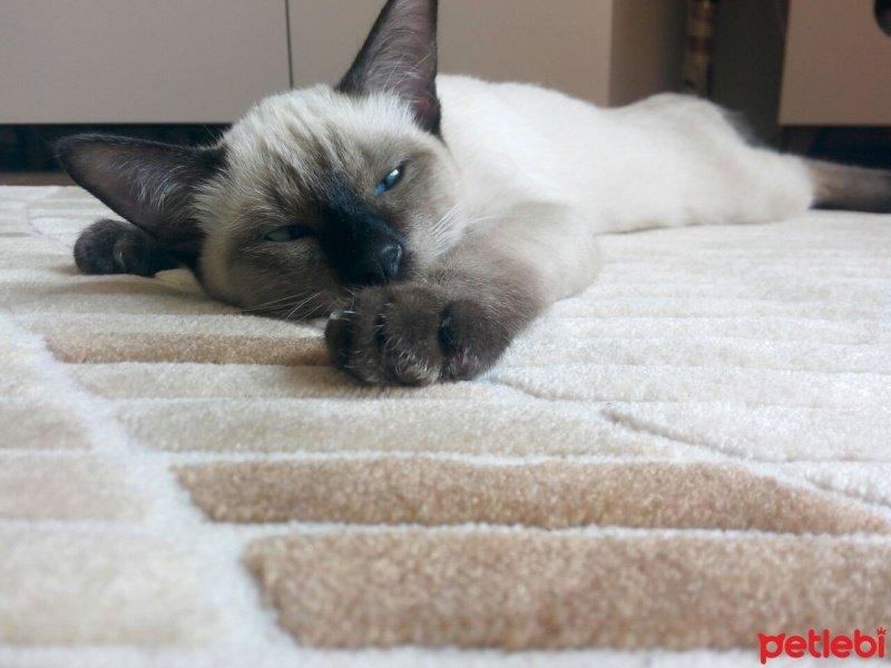 Siyam Kedisi, Kedi  ALFA VE ALFİN fotoğrafı