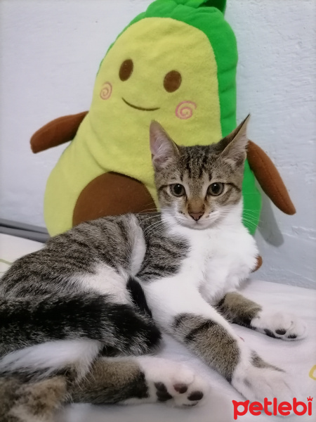 Tekir Kedi, Kedi  Pati fotoğrafı