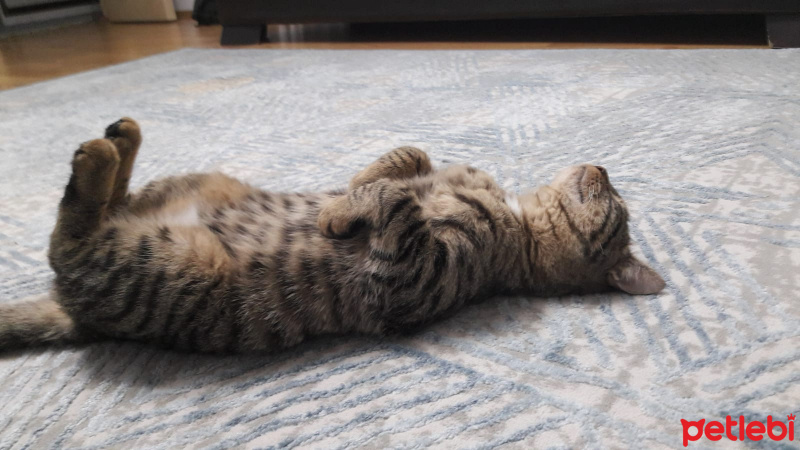 Tekir Kedi, Kedi  Muzur fotoğrafı