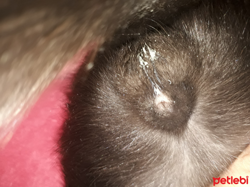 Bombay, Kedi  Gece fotoğrafı