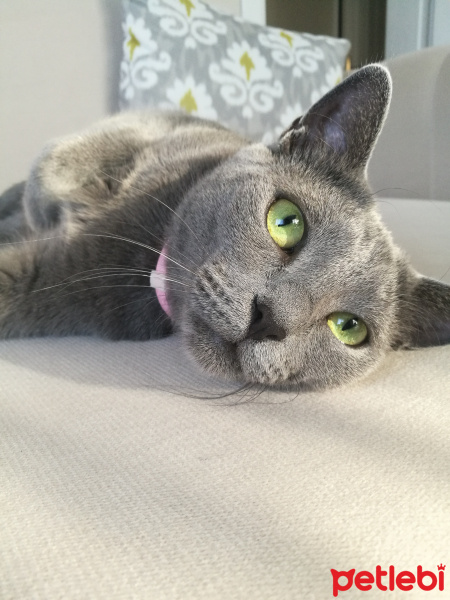 Mavi Rus, Kedi  Lilly fotoğrafı