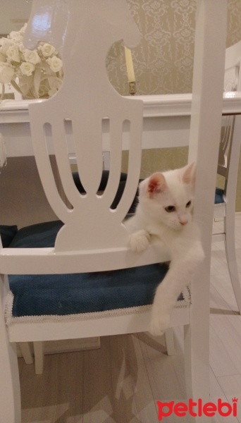 Ankara Kedisi, Kedi  Şirin fotoğrafı