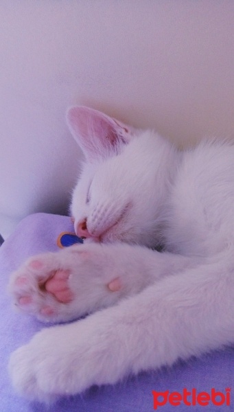 Ankara Kedisi, Kedi  Şirin fotoğrafı