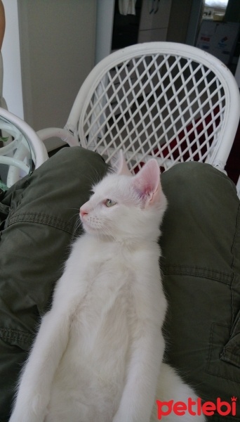 Ankara Kedisi, Kedi  Şirin fotoğrafı