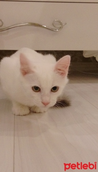 Ankara Kedisi, Kedi  Şirin fotoğrafı