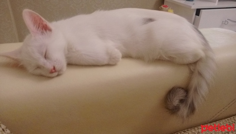 Ankara Kedisi, Kedi  Şirin fotoğrafı