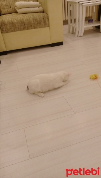 Ankara Kedisi, Kedi  Şirin fotoğrafı