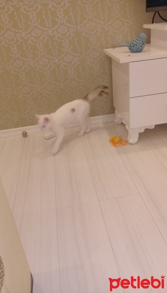 Ankara Kedisi, Kedi  Şirin fotoğrafı