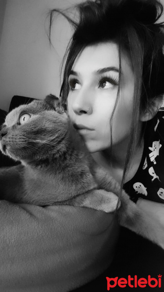 Scottish Fold, Kedi  Luna fotoğrafı