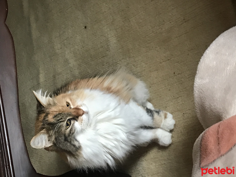 Sarman, Kedi  Pırtık fotoğrafı