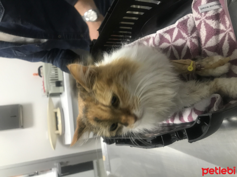 Sarman, Kedi  Pırtık fotoğrafı