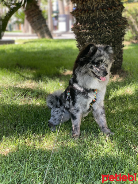 Pomeranyalı, Köpek  Space fotoğrafı