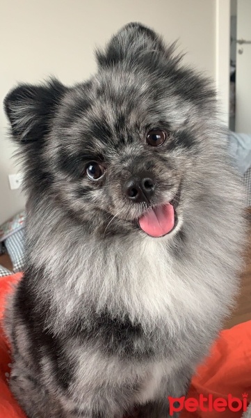 Pomeranyalı, Köpek  Space fotoğrafı