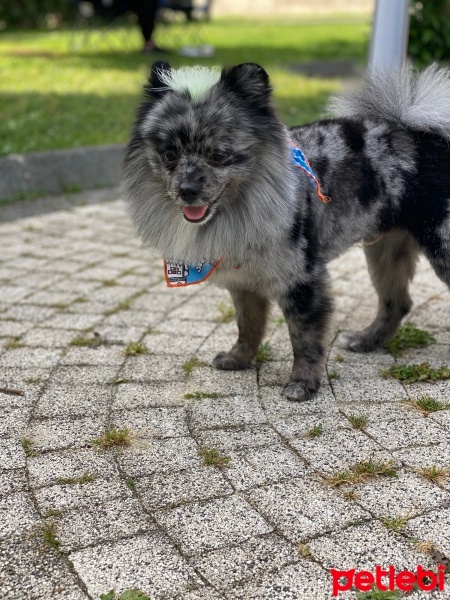 Pomeranyalı, Köpek  Space fotoğrafı