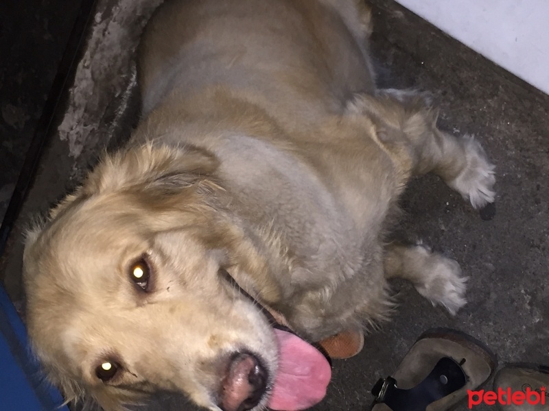 Golden Retriever, Köpek  Izmir fotoğrafı
