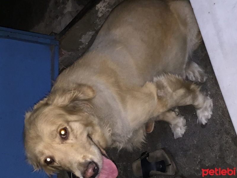 Golden Retriever, Köpek  Izmir fotoğrafı
