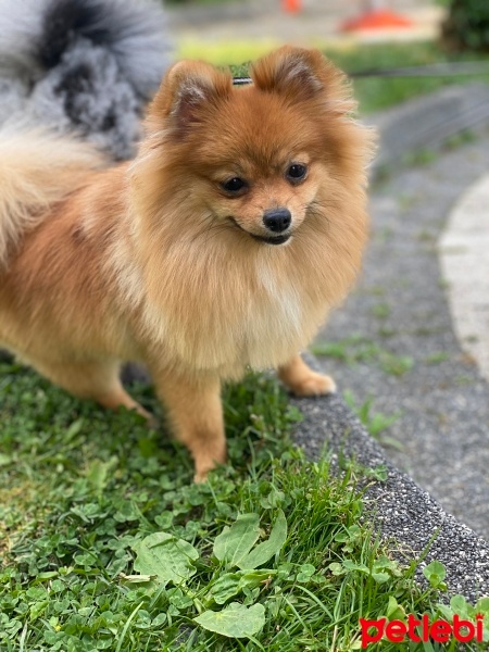 Pomeranyalı, Köpek  Daisy fotoğrafı