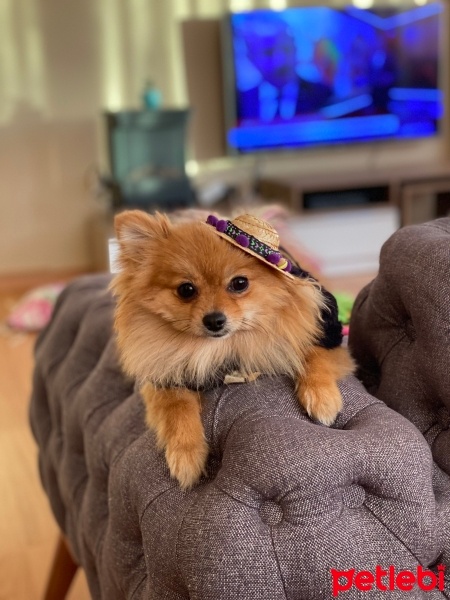 Pomeranyalı, Köpek  Daisy fotoğrafı