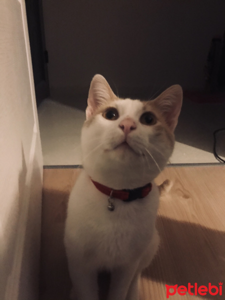 Tekir Kedi, Kedi  Yoda fotoğrafı