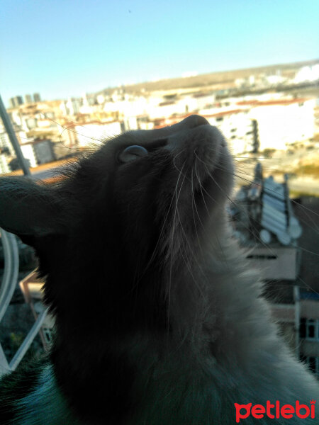 Norwegian Forest, Kedi  Şila fotoğrafı