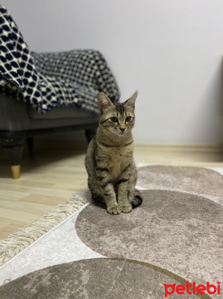 Tekir Kedi, Kedi  Sufle fotoğrafı