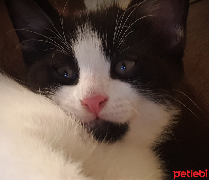 Tuxedo (Smokin) Kedi, Kedi  Tontoş fotoğrafı