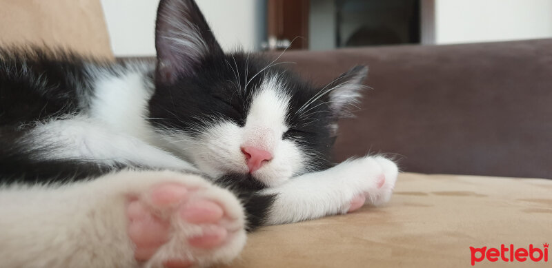 Tuxedo (Smokin) Kedi, Kedi  Tontoş fotoğrafı