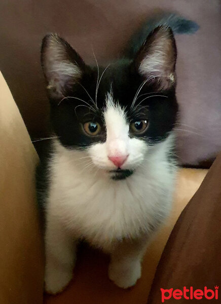 Tuxedo (Smokin) Kedi, Kedi  Tontoş fotoğrafı