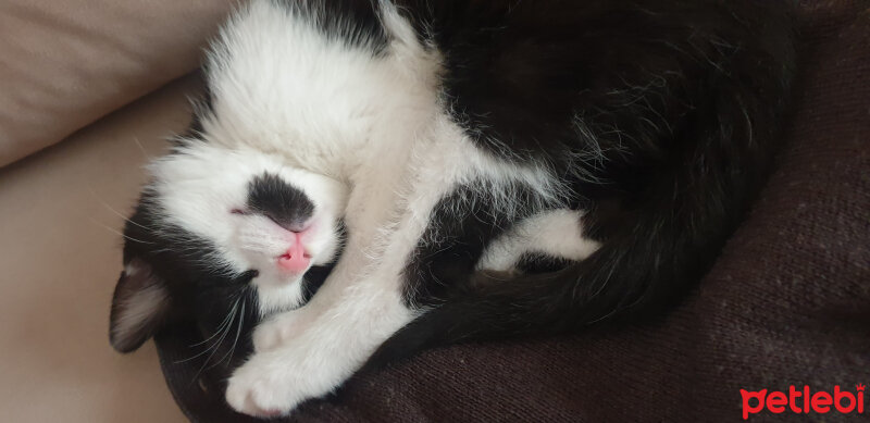 Tuxedo (Smokin) Kedi, Kedi  Tontoş fotoğrafı