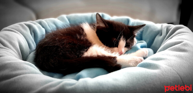 Tuxedo (Smokin) Kedi, Kedi  Tontoş fotoğrafı