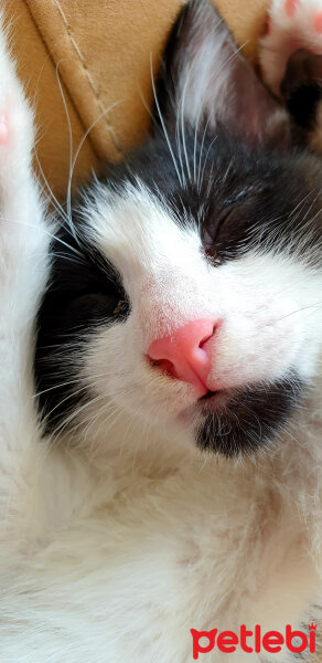 Tuxedo (Smokin) Kedi, Kedi  Tontoş fotoğrafı