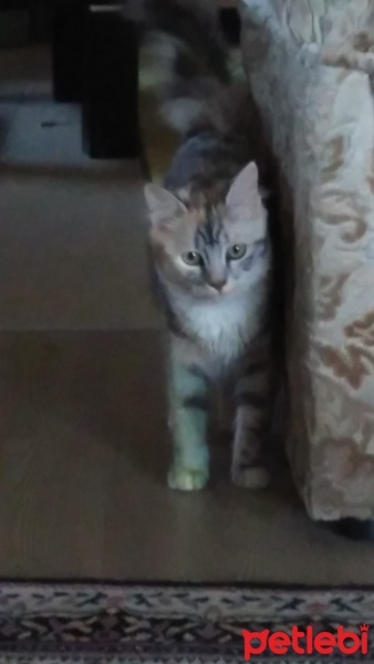 Honey Bear, Kedi  Müzeyyen fotoğrafı