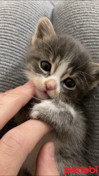 Scottish Fold, Kedi  Gri fotoğrafı