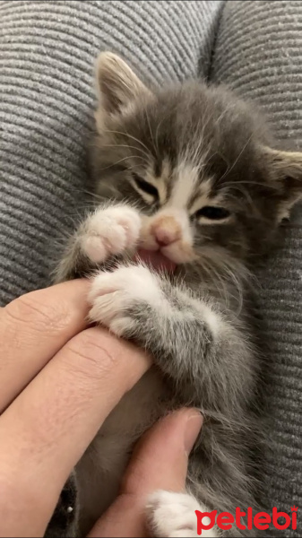 Scottish Fold, Kedi  Gri fotoğrafı