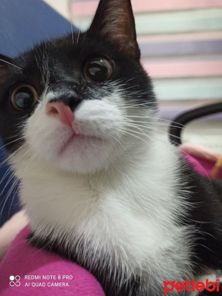 Tekir Kedi, Kedi  Mars fotoğrafı