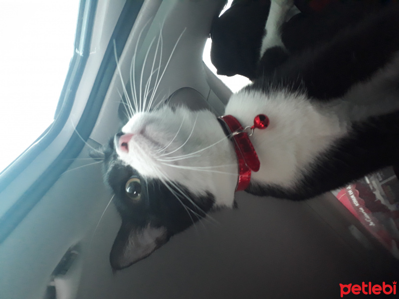 Tekir Kedi, Kedi  Mars fotoğrafı