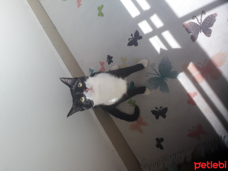 Tekir Kedi, Kedi  Mars fotoğrafı