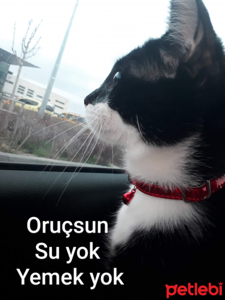 Tekir Kedi, Kedi  Mars fotoğrafı