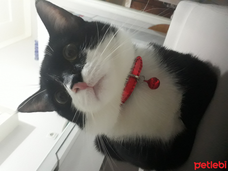 Tekir Kedi, Kedi  Mars fotoğrafı