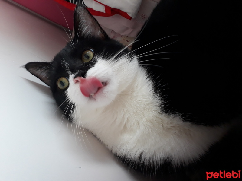 Tekir Kedi, Kedi  Mars fotoğrafı