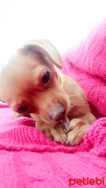 Chihuahua, Köpek  Asu  fotoğrafı