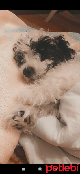 Maltese, Köpek  Çapkın fotoğrafı