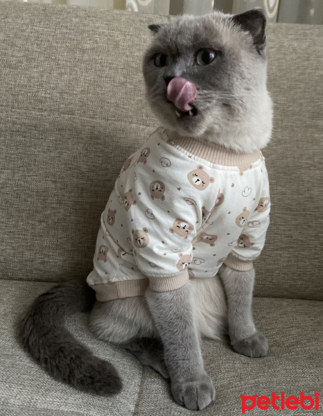 Scottish Fold, Kedi  Sami fotoğrafı
