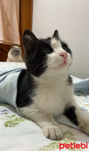 Tuxedo (Smokin) Kedi, Kedi  Beno fotoğrafı