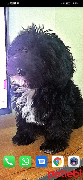 Maltese, Köpek  Buffy fotoğrafı
