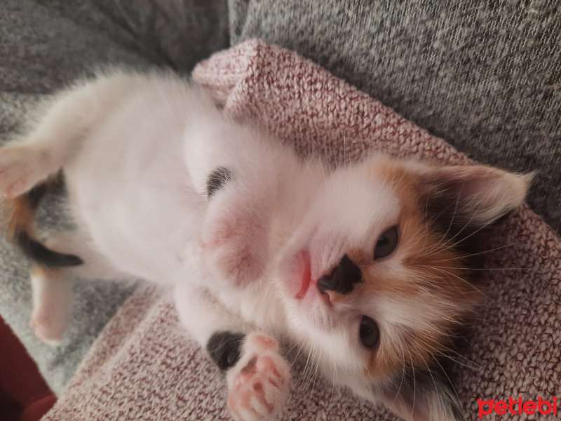 Tekir Kedi, Kedi  Karamel fotoğrafı