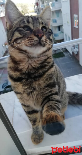 Tekir Kedi, Kedi  Ateş fotoğrafı