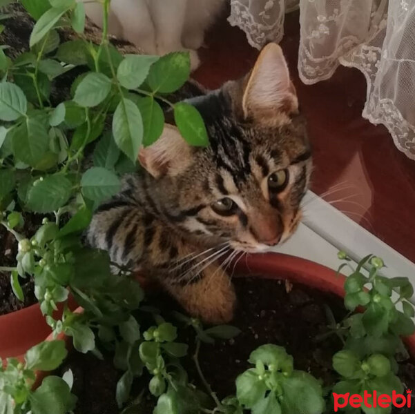 Tekir Kedi, Kedi  Ateş fotoğrafı