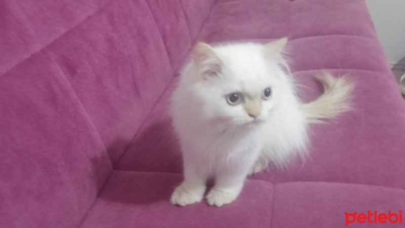 Himalayan, Kedi  Diego fotoğrafı