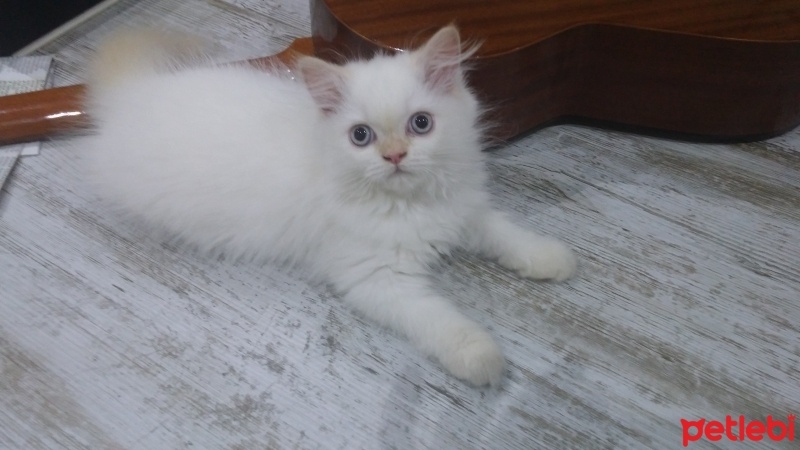 Himalayan, Kedi  Diego fotoğrafı
